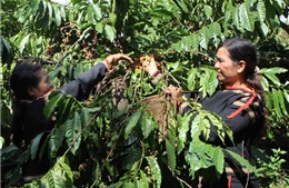 Tây Nguyên ứng phó với khô hạn