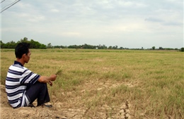 Đau xót trên những cánh đồng