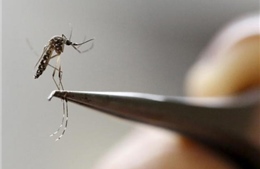 Ít nhất 20 người nhiễm virus Zika tại Canada