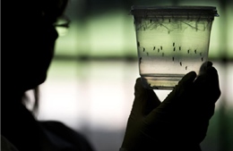 Lào khẳng định chưa có ca nhiễm Zika