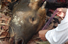 Bắt đối tượng bắn chết, xẻ thịt bò tót trong khu bảo tồn Đồng Nai