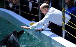 Nga khôi phục "đội lính đặc nhiệm" cá heo ở Crimea