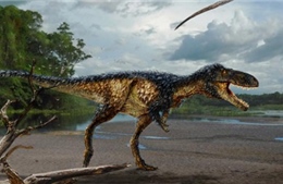 Thêm bằng chứng giải thích sự tiến hóa của khủng long bạo chúa
