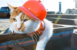 Mèo Mostik - Bùa hộ mệnh sống của cầu Crimea