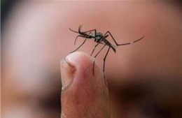 Việt Nam phát hiện 2 trường hợp đầu tiên nhiễm Zika 