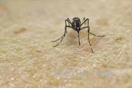 Người dân không nên hoang mang vì virus Zika 