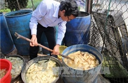 Phát hiện dưa cải muối có chất vàng ô tại Đà Nẵng 