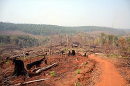 Hàng trăm ha rừng nguyên sinh bị triệt hạ 