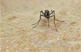 Brazil phát hiện bệnh thần kinh mới liên quan đến Zika 