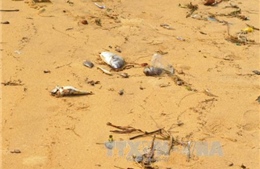 Biển Quảng Bình xuất hiện cá chết bất thường hàng loạt 