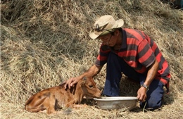 Gần 150 con gia súc ở Đắk Lắk chết do thiếu thức ăn và nước uống