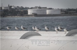 IEA: Giá dầu sẽ hồi phục vào cuối năm 2016 hoặc 2017