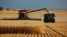 Mỹ thua Nga trong "cuộc chiến lúa mì" 