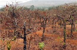 Tây Nguyên xác xơ vì khô hạn