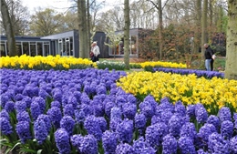 Keukenhof, lễ hội hoa tulip được yêu thích nhất châu Âu