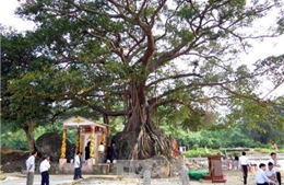Công nhận cây đa Đá Bạc tại Thừa Thiên-Huế là cây di sản 