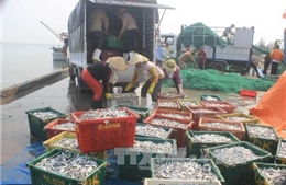 Người Quảng Trị lao đao vì biển "chết"