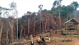 Nóng tình trạng phá rừng làm nương rẫy