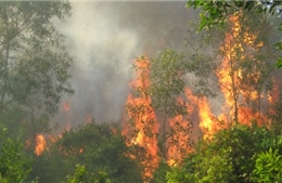 Sét đánh cháy rừng U Minh Hạ