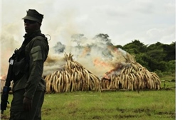 Tiêu hủy hơn 100 tấn ngà voi và sừng tê giác