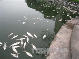 Cấp phát gạo cho người dân bị ảnh hưởng bởi nạn cá chết  