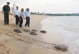 Thả rùa biển về tự nhiên 