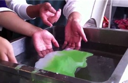 Trung Quốc phát hiện sứa giả 