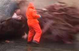 Chuyện gì xảy ra với xác cá voi mắc cạn?
