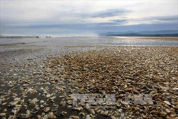 20 tấn cá mòi chết dạt vào bờ biển miền Nam Chile