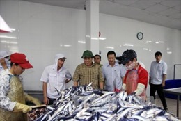 Hỗ trợ người dân thiệt hại do hải sản chết bất thường