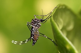 Xác định nơi lưu trú tại Việt Nam của bệnh nhân Hàn Quốc nhiễm Zika
