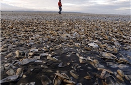 Cận cảnh xác ngao sò dạt trắng bờ biển Chile