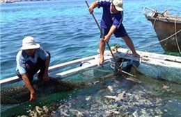 Thống kê số lượng cá chết tại đảo Phú Quý