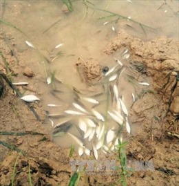 Mía đường Hòa Bình đền bù hơn 1,4 tỷ đồng do cá chết sông Bưởi