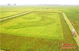 Độc đáo tấm bản đồ Việt Nam từ "lúa thảo dược"