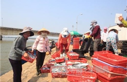 Thủ tướng chỉ đạo hỗ trợ người dân bị thiệt hại do cá chết