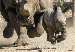 Ấp ủ kế hoạch đưa tê giác châu Phi tới xứ sở chuột túi