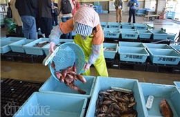 Trải nghiệm phiên đấu giá hải sản trên đảo Tojishima