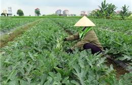 Chưa yên tâm với nông sản VietGap