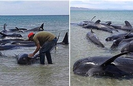 Hàng chục cá voi chết tại bờ biển Mexico