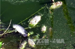 Cá chết bất thường trên sông Hinh, Phú Yên