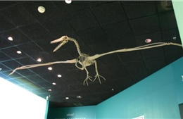 Tìm thấy hóa thạch chim khổng lồ 50 triệu tuổi 