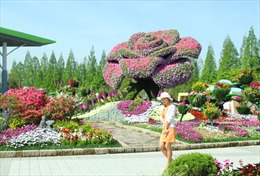 Độc đáo lễ hội hoa lớn nhất Hàn Quốc