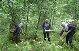 Phát triển vùng tre măng bát độ tập trung