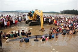 Cá voi 15 tấn còn sống dạt vào bờ biển Nghệ An