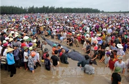 Giải cứu thành công cá voi 15 tấn trên bờ biển Nghệ An