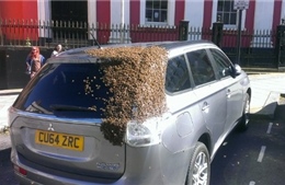 Đội quân ong rượt đuổi xe hơi 2 ngày "cứu chúa"