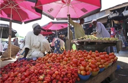 Khủng hoảng cà chua tấn công Nigeria