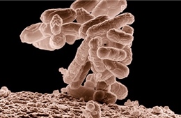 Siêu vi khuẩn kháng mọi kháng sinh đã xuất hiện tại Mỹ