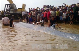 Phát hiện 2 xác cá voi tại vùng biển Nghệ An